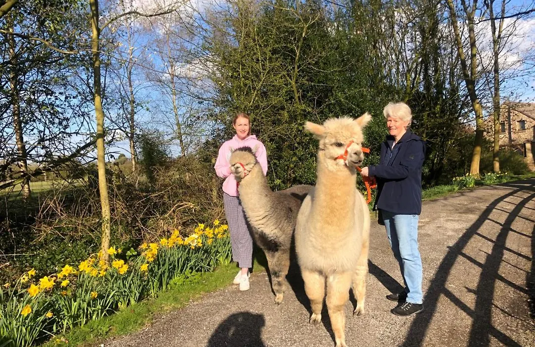 Alpaca Fold-1